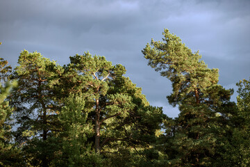 tree and sky