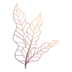 autumn foliage leaves summer