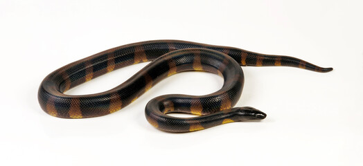 Naklejka premium Bismarck ringed python // Bismarck-Ringpython (Bothrochilus boa)
