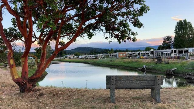 Arbutus tree Parksville beach Surfside RV resort rest in a trailer lake a lonely shop and distant trailers are visible in the foreground a tree with red bark has opened its branches above the bench