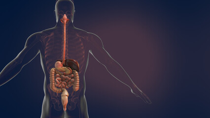 Anatomy of human digestive system 3D