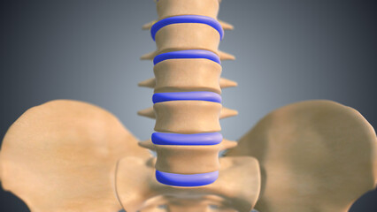 Human spine with pelvis medical 3D illustration - obrazy, fototapety, plakaty