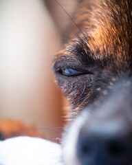 Chihuahua portrait. The little Chihuahua Kevin trying to feel sorry to go up to bed