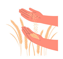 Fototapeta premium Grain of wheat in farmer hands close-up.
