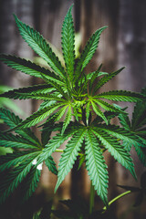 Cannabis bush close-up. Cultivation of hemp fields. Leaves background.