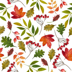 Fototapeta premium Autumn pattern with red and yellow leaves and rowan branches. Seamless pattern without background.