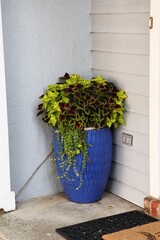 Beautiful Blue Potted Plant, Sits in Corner of Porch