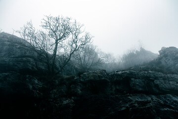 country scene with trees and fog