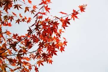 red autumn leaves