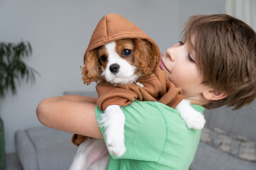 cute puppy wearing a brown hoodie. Autumn and winter clothes for pets. Cavalier King Charles Spaniel Blenheim © Irina