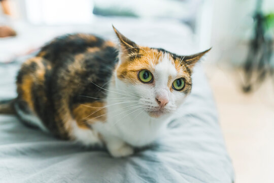 Black-ginger-and-white cat with amazing big fluorescent green eyes looking behind the camera while sitting on bed. Domestic pet concept. High quality photo