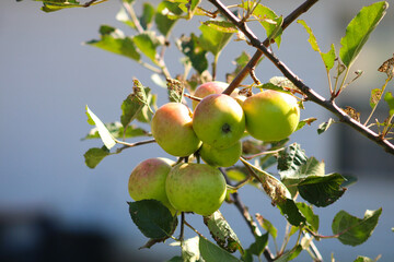 Bunch of apples waiting to be picked