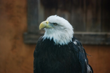 Eagle looking around at the zoo