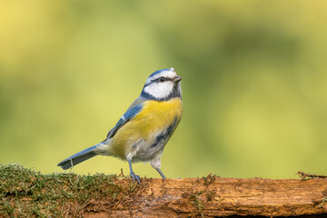 Blaumeise