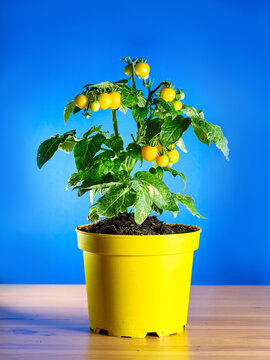 yellow tomatoes in a yellow pot