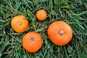Pumpkins in the green grass. Juicy orange pumpkins in the green grass in the field. Picnic. Halloween. Gardening