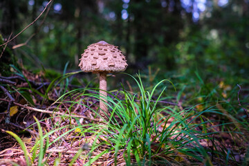 Macrolepiota procera - parasol mushroom growing in the forest. Mushroom picking.