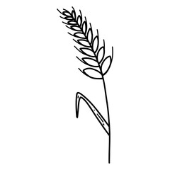 Wheat ear spikelet with grains in doodle style. Vector line illustration of cereal grain stem, rye ear, organic vegetarian food for backery, flour production or packaging design