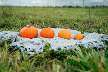 Fototapeta na wymiar Orange pumpkins lie on a blanket in the green grass side view. Pumpkins on a picnic in the field. Juicy green pumpkins in the field. Picnic. Halloween. Gardening