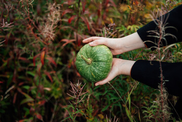 Hands holding a green pumpkin. Pumpkins in their hands on a background of green grass. Juicy green pumpkins in the field. Picnic. Halloween. Gardening