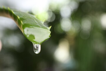 Aloe vera leaf with dripping juice against blurred background, closeup. Space for text