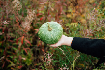 Hands holding a green pumpkin. Pumpkins in their hands on a background of green grass. Juicy green pumpkins in the field. Picnic. Halloween. Gardening