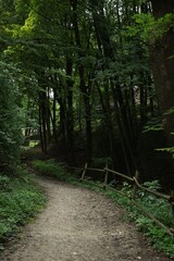 Picturesque view of pathway in forest on summer day
