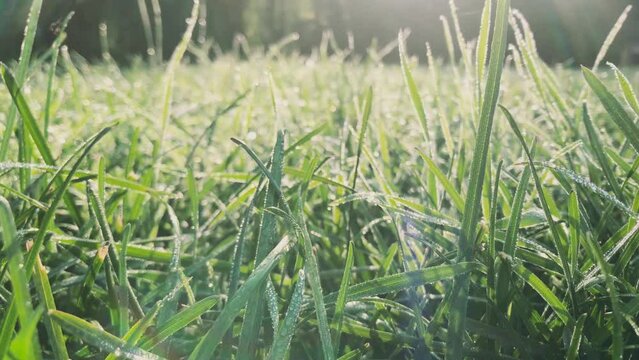 Sun sparkling on the surface of the morning dew. Morning grass is covered with raindrops.