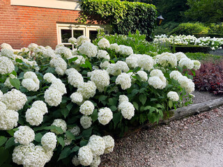 Blooming hortensia shrubs with beautiful white flowers near house outdoors