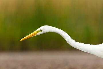 Great egret (Ardea alba) hunting in the wetlands closeup.	