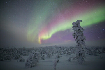 Northern lights in Pallas Yllastunturi National Park, Lapland, Finland