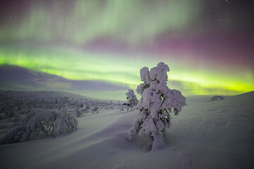 Northern lights in Pallas Yllastunturi National Park, Lapland, Finland