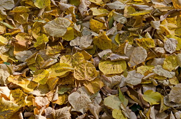 Background of fallen yellow leaves in an autumn forest, Sofia, Bulgaria 