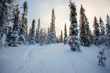 Winter landscape in Pallas Yllastunturi National Park, Lapland, Finland