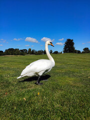 A white swan walks on the green grass against the background of the blue sky in the park