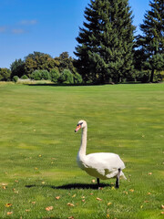 A white swan walks on the green grass against the background of the blue sky in the park