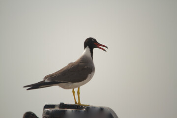Closeup view of seagull