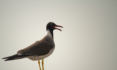 Closeup view of seagull