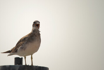 Closeup view of seagull