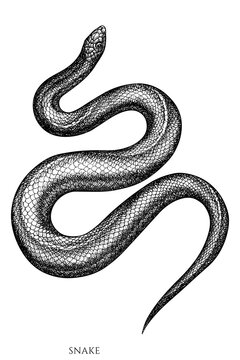 Tropical animals vintage vector illustrations collection. Black and white snake.