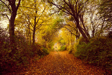 Naklejka premium Autumn forest scenery with road of fall leaves warm light illumining the gold foliage. Footpath in scene autumn forest nature. Germany.