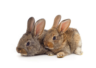 Two brown rabbits.