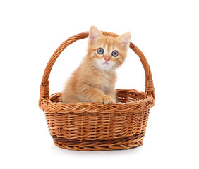 Fototapeta na wymiar Little red kitten in the basket.