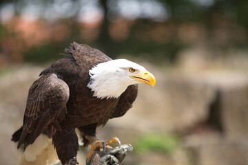 Fototapeta premium Adler Greifvogel Sababurg