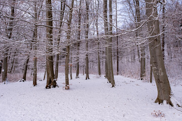 Snowfall in the forest, magical snowy forest in winter.
