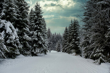Spruce Tree Forest Covered by Snow in Winter. Picturesque view of snow-capped spruces on a frosty day. Germany.