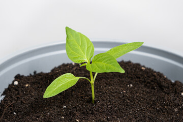 Growing peppers from seeds. Step 7 - the plant grows in a pot.