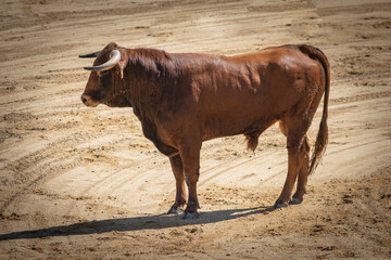 Toro en la plaza de toros