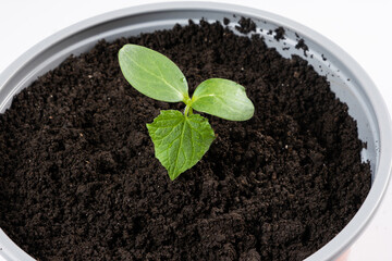 Growing cucumbers from seeds. Step 6 - Planting in a large pot.