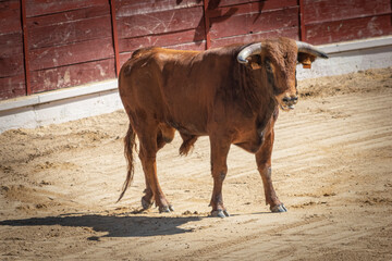 Toro en la plaza de toros